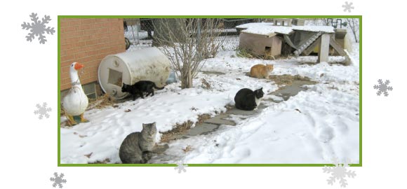 Picture of a feral cat colony in the snow.