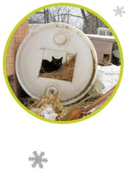 Picture of a cat in a barrel shelter with hay.