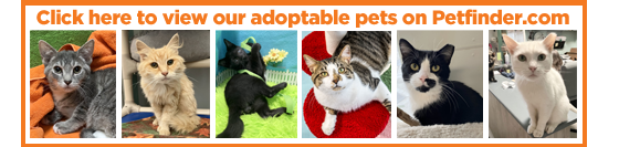 Image with adoptable cats and Click here to view our adoptable pets on Petfinder.com