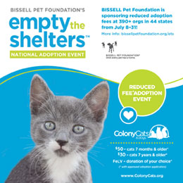 Image of a cat, reduced fee adoption event. Bissell Pet Foundation is sponsoring reduced adoption fees at 382 orgs in 43 states from July 8-31.