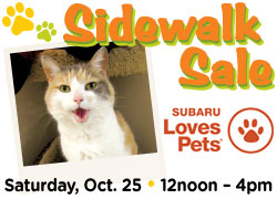 Image has photo of a cat and says Sidewalk Sale Saturday, October 25 • 12noon - 4pm