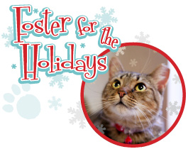 Photo of cat and says Foster for the Holidays