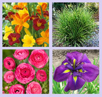 Images of some of the plants and flowers available to purchase through this fundraiser